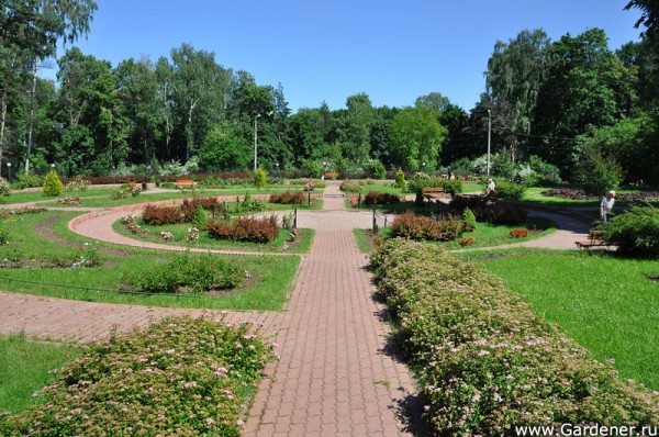 сокольники