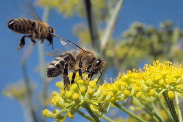 В США за год количество пчел сократилось почти в половину