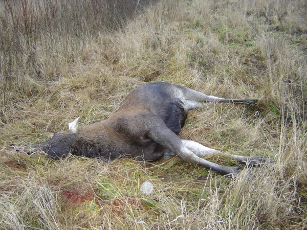 убитый лось