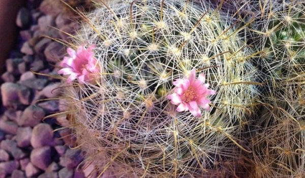 цветущий кактус