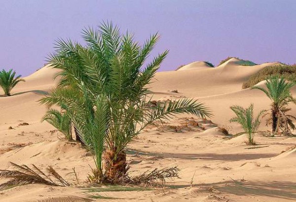 пустыня Сахара