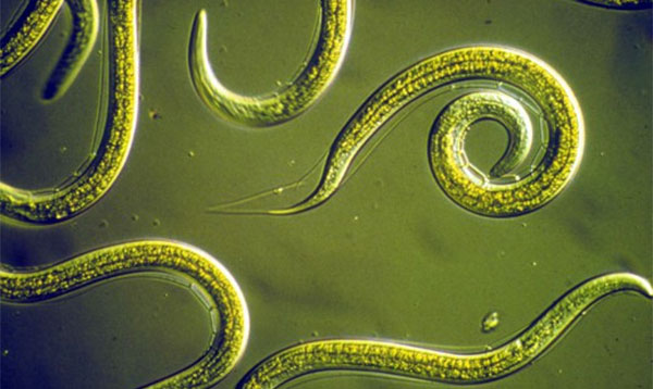 черви нематоды