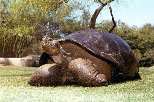 галапагосская черепаха