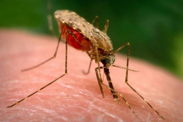 комар малярийный