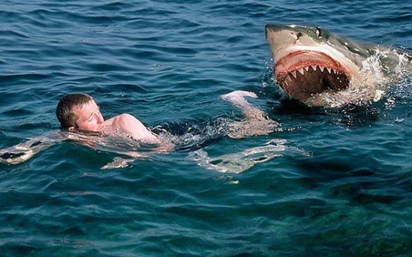 акула нападение