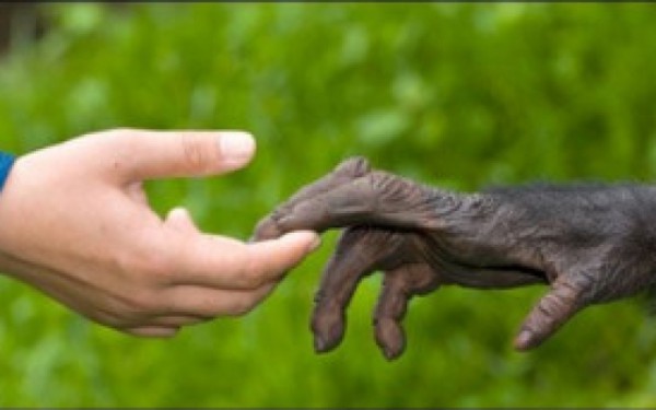 руки обезьяны и человека