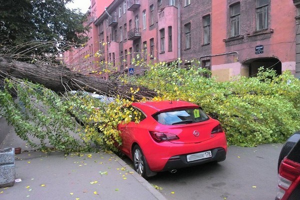 дерево упало