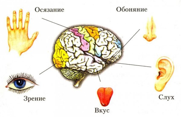 органы чувств