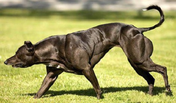 собака-культурист