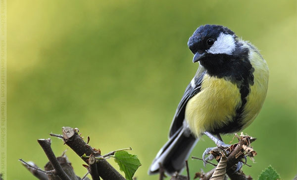 синица Parus major