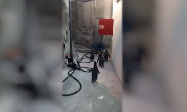 пингвины побег