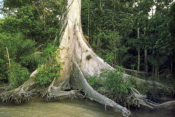 деревья Амазонки