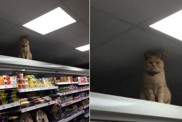 Злобный кот снова оккупировал супермаркет Sainsbury в Лондоне