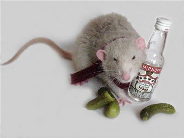 крыса водка алкоголизм