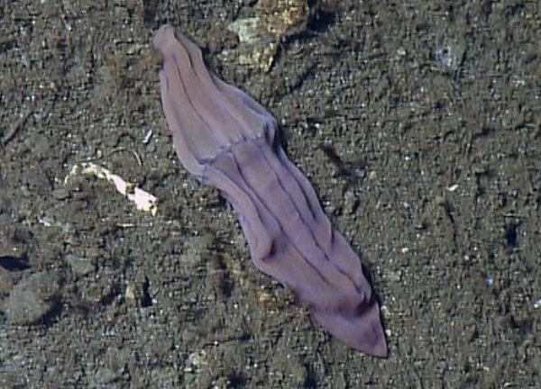 Xenoturbella фиолетовый носок
