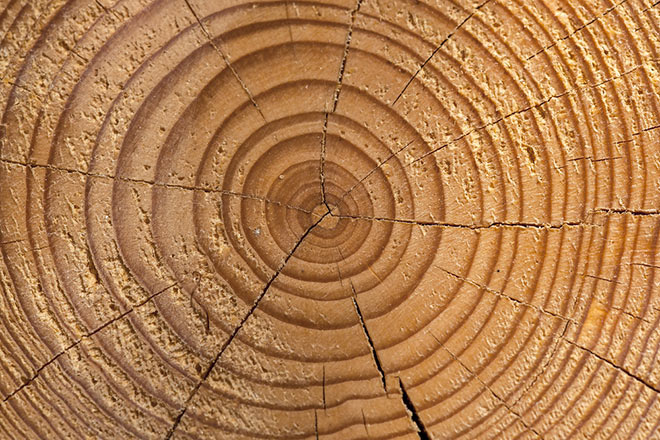 Учёные обнаружили особый исторический период, изучая годичные кольца деревьев