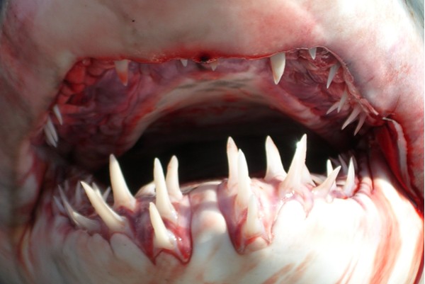 зубы акулы