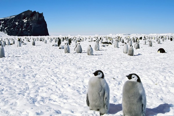 Антарктида