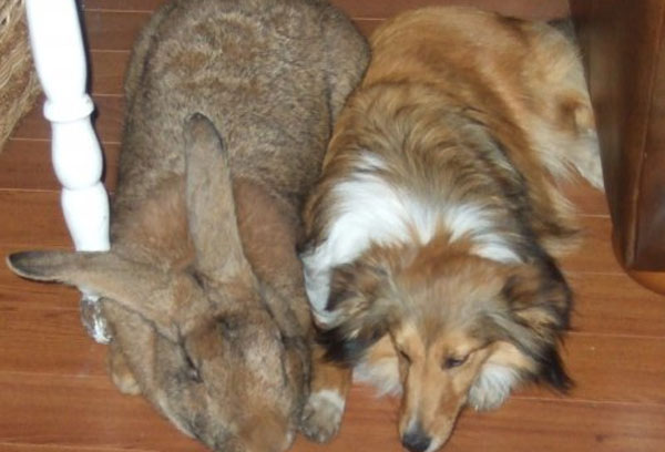 В США найдены два самых больших кролика в мире