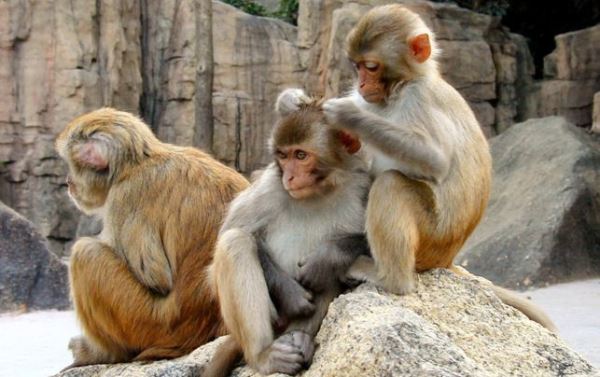 макаки резусы