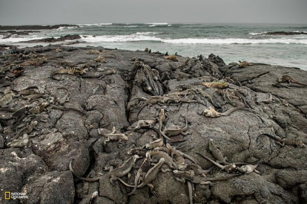 Фотограф: Enric Sala/National Geographic