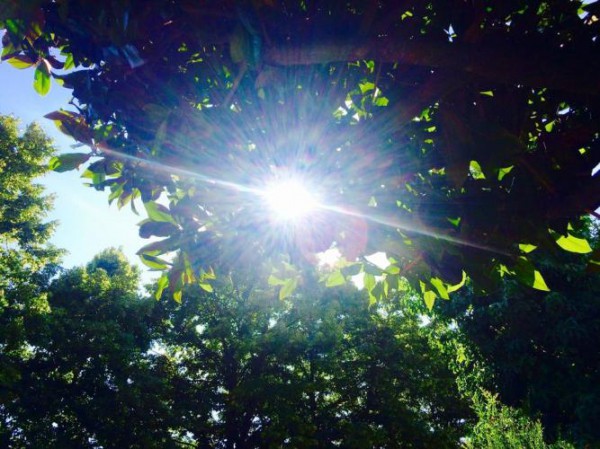 __солнце деревья лес