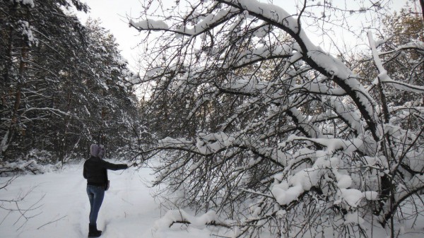 __лес, снег, деревья