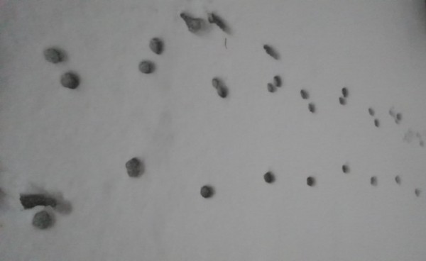 __снег кошачьи следы