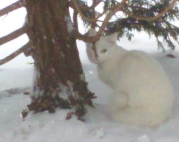 __снег кошка кот дерево