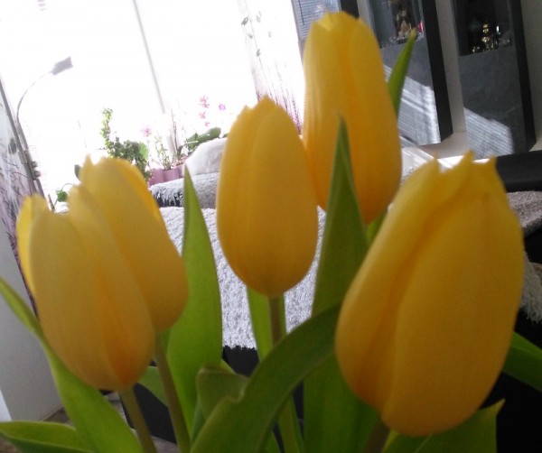 __ желтые тюльпаны, цветы