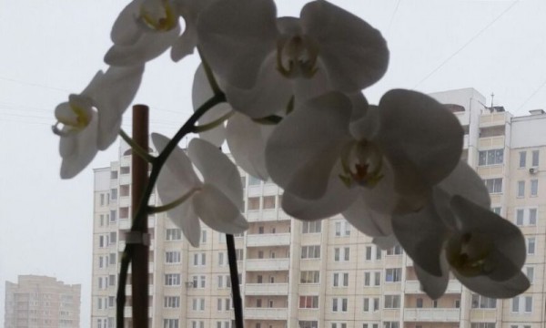 __ цветок, цветы, орхидея, дом, здание